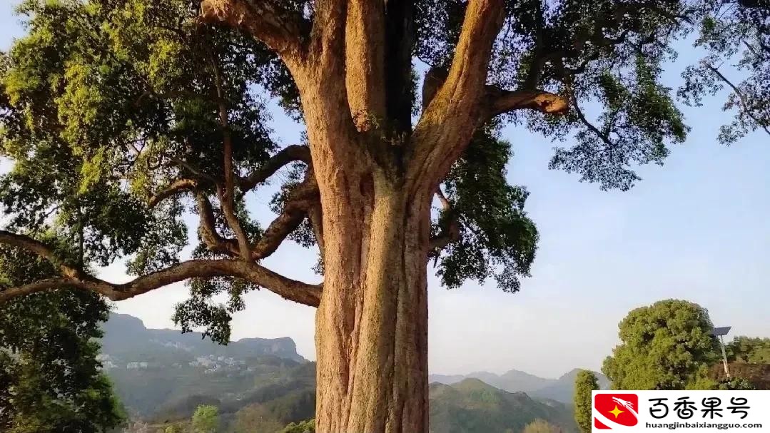 贵州一棵1700的金丝楠木树，预估价值上亿，还被多人认作干爹