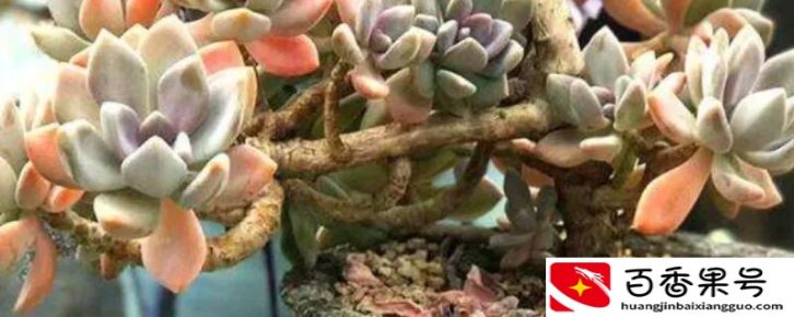 多肉植物怎么养？这么干，保证多肉植物又大又肥