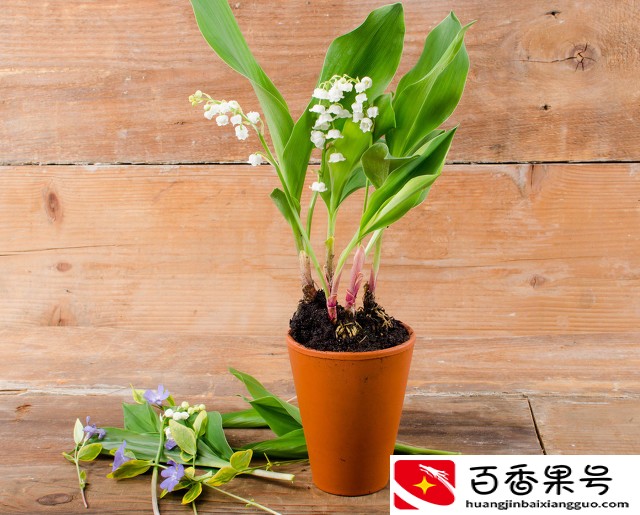 高考送祝福，怎么选礼物？这几种好，既有心意，又祝福满满