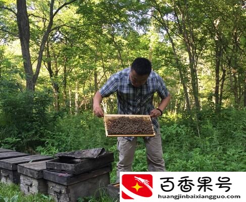 如何鉴别椴树蜜的真假？椴树蜜多少钱一斤才是真的？