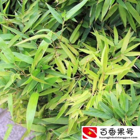 适合北方耐寒的竹子品种