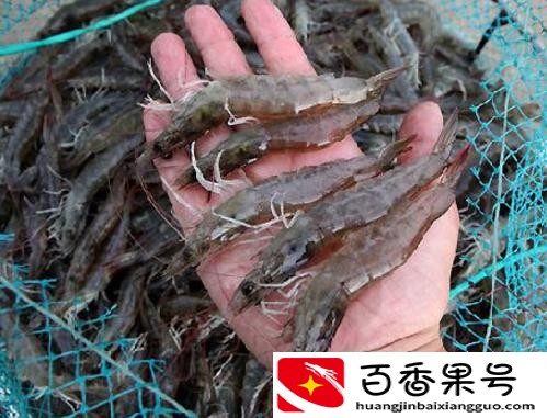 十大暴利养殖大分享，总有一种适合你，赶快来学