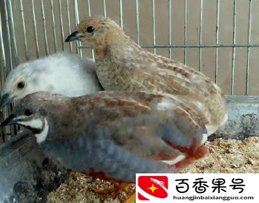 十大暴利养殖大分享，总有一种适合你，赶快来学