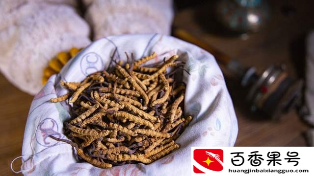 冬虫夏草价值高，怎么吃最合适？这篇文章教给你