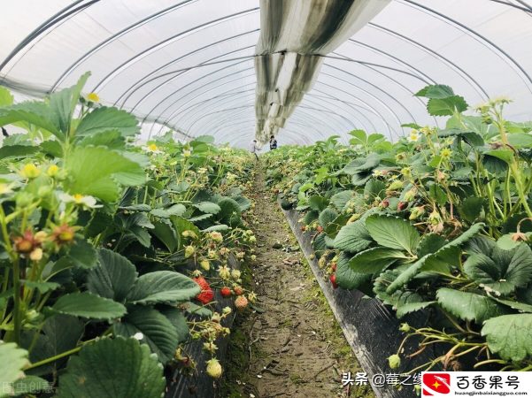 草莓几月份种植最好？需要注意什么？
