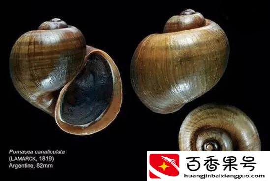 广东多地福寿螺泛滥，为什么不能吃？专家：轻则拉肚重则危及生命