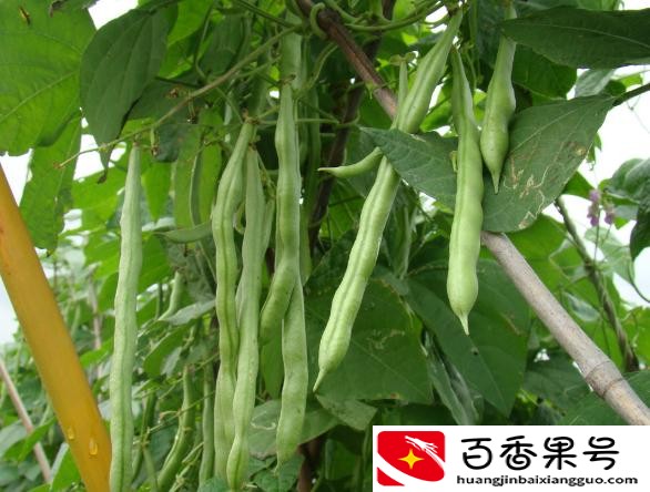农村一个人干啥挣钱