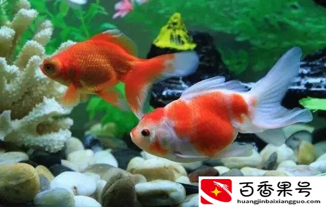 金鱼可以和什么鱼混养