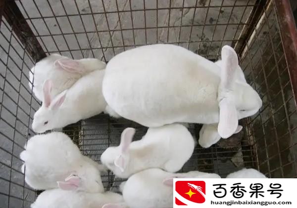 养60只兔子一年利润