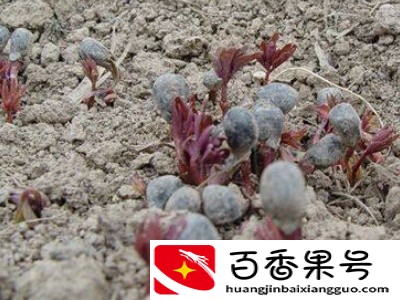 牡丹怎么用播种法养植？