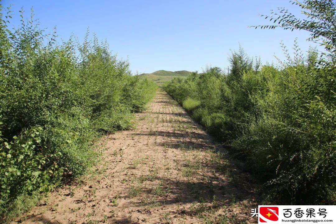 中草药种植有“钱”景 ，幸福之路开出致富“千金方”！