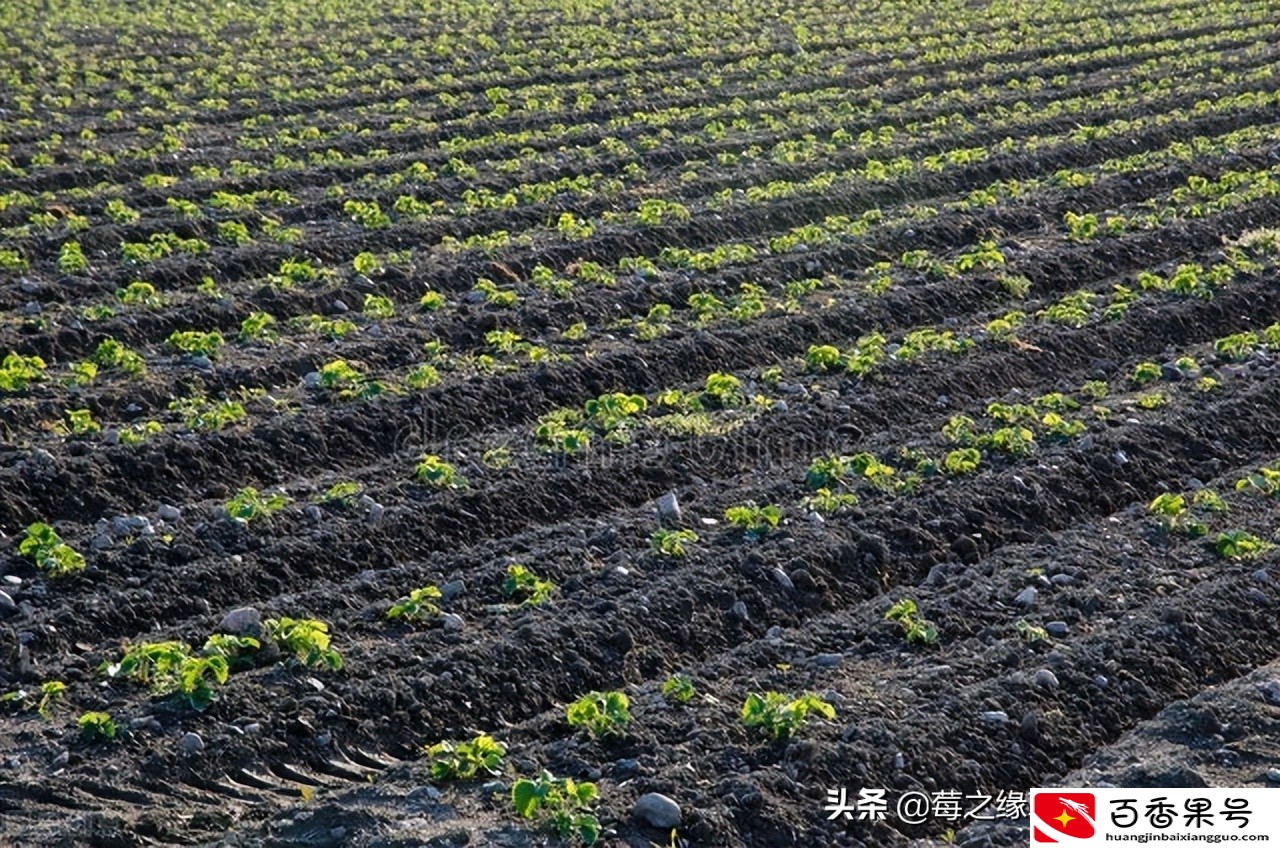 草莓几月份种植最好？需要注意什么？