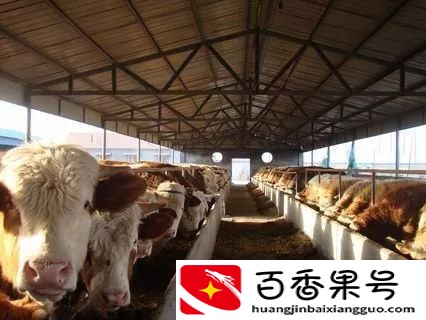 牛的寿命是多少？大家知道不？