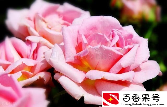 玫瑰和月季的区别