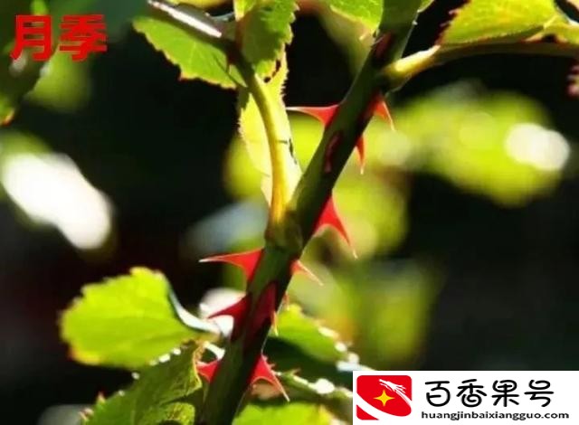 玫瑰和月季的区别