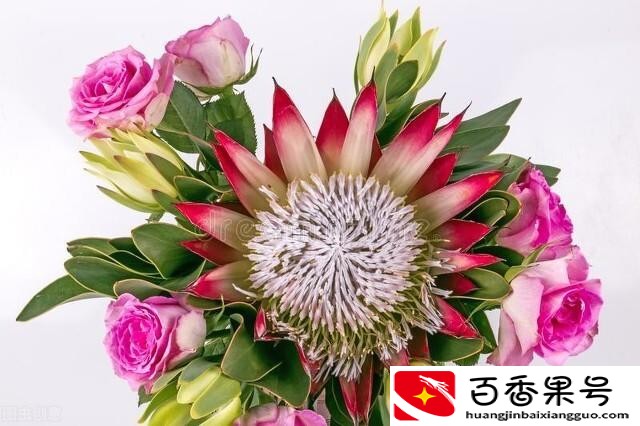 玫瑰和月季的区别