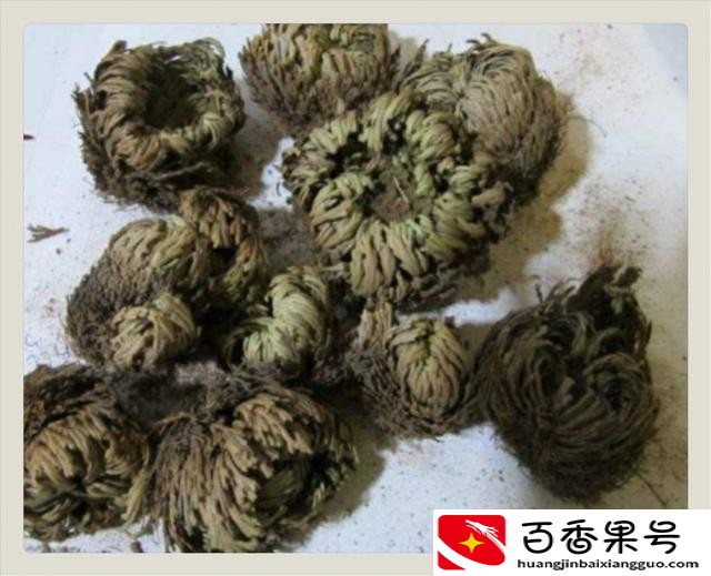生命力顽强的植物
