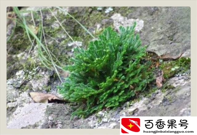 生命力顽强的植物