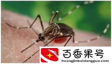 b型血招蚊子吗？招蚊子的人是什么体质？