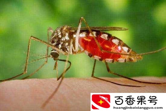 b型血招蚊子吗？招蚊子的人是什么体质？