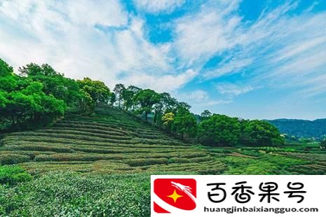 龙井茶产地是哪里最好