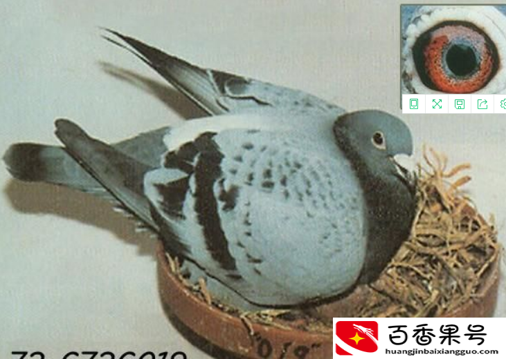 鸽子寿命一般多少年