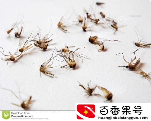 b型血招蚊子吗？招蚊子的人是什么体质？