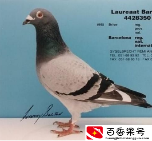 鸽子寿命一般多少年