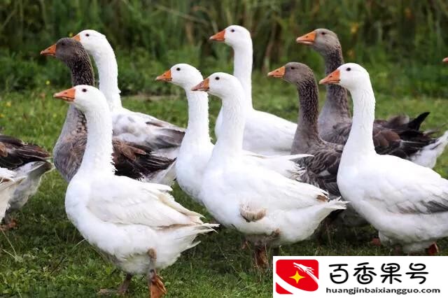 养500只鹅需多少投资