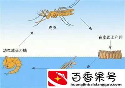 b型血招蚊子吗？招蚊子的人是什么体质？
