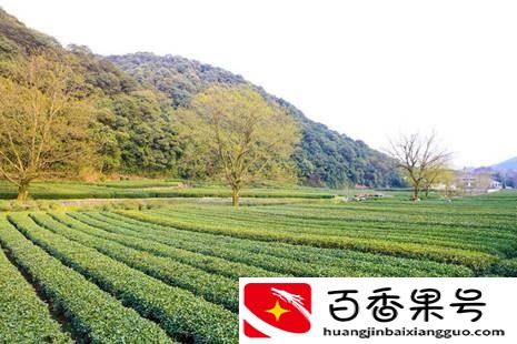 龙井茶产地是哪里最好