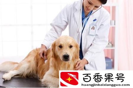 狗狗打疫苗前后要注意什么