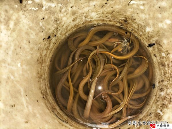 下雨天黄鳝多还是晴天多