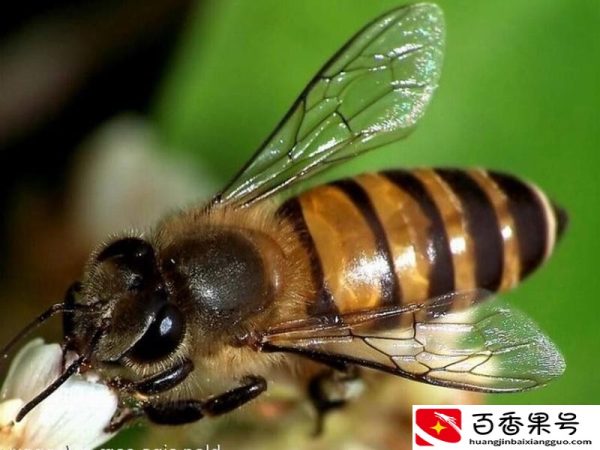 蜜蜂有多少个品种