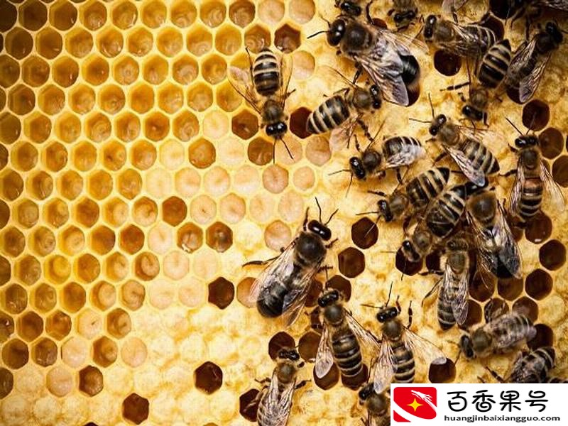 蜜蜂有多少个品种