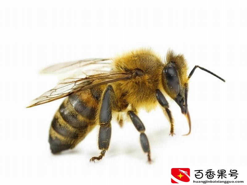 蜜蜂有多少个品种