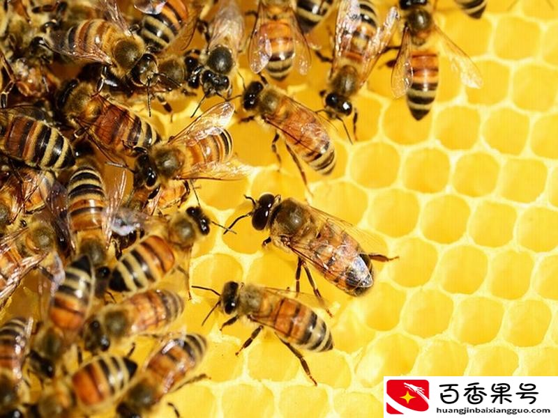 蜜蜂有多少个品种