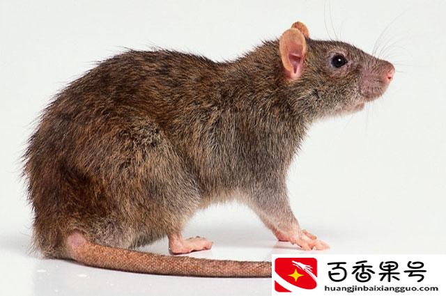 家里很干净为啥还有老鼠