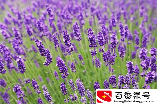 什么气味可以驱赶蜘蛛