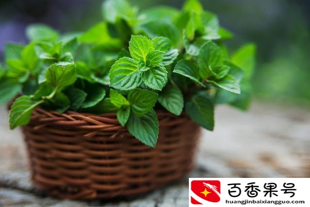 什么气味可以驱赶蜘蛛
