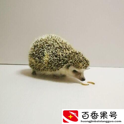 刺猬是杂食动物还是肉食动物