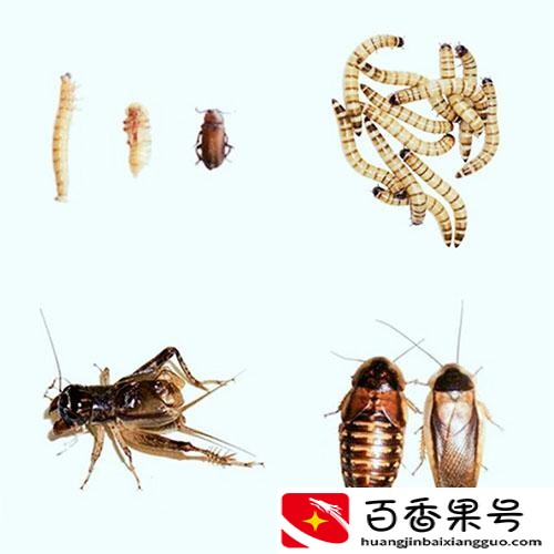 刺猬是杂食动物还是肉食动物