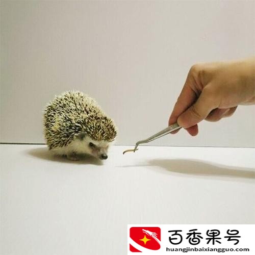 刺猬是杂食动物还是肉食动物