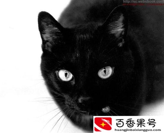 自从养了猫运气就一直不好