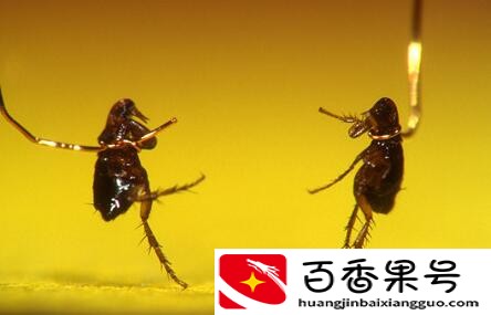 跳蚤一般咬完人都藏哪了