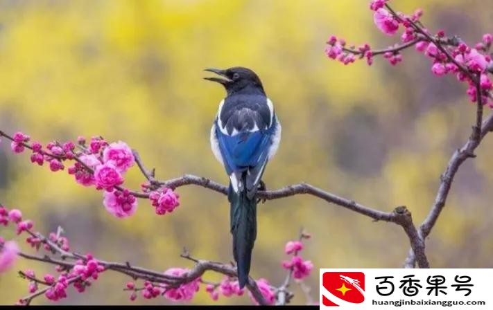 为什么家里有壁虎一定要打死