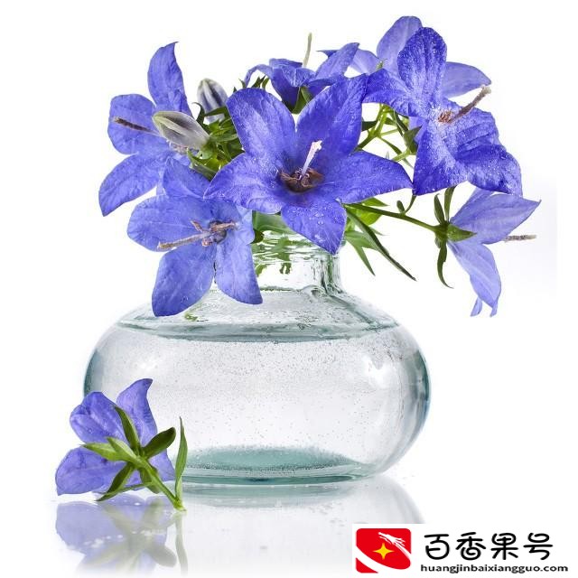 在花瓶里放什么能使花更加长寿