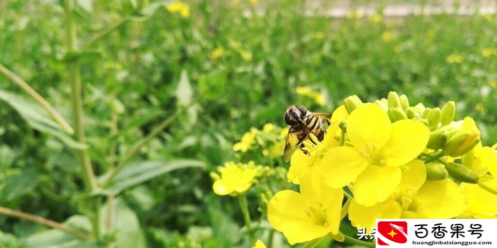 纯正土蜂蜜多少钱一斤