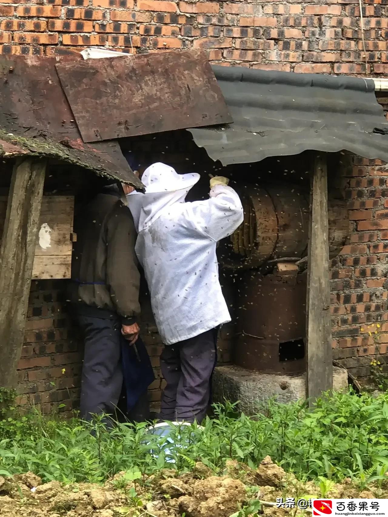 纯正土蜂蜜多少钱一斤