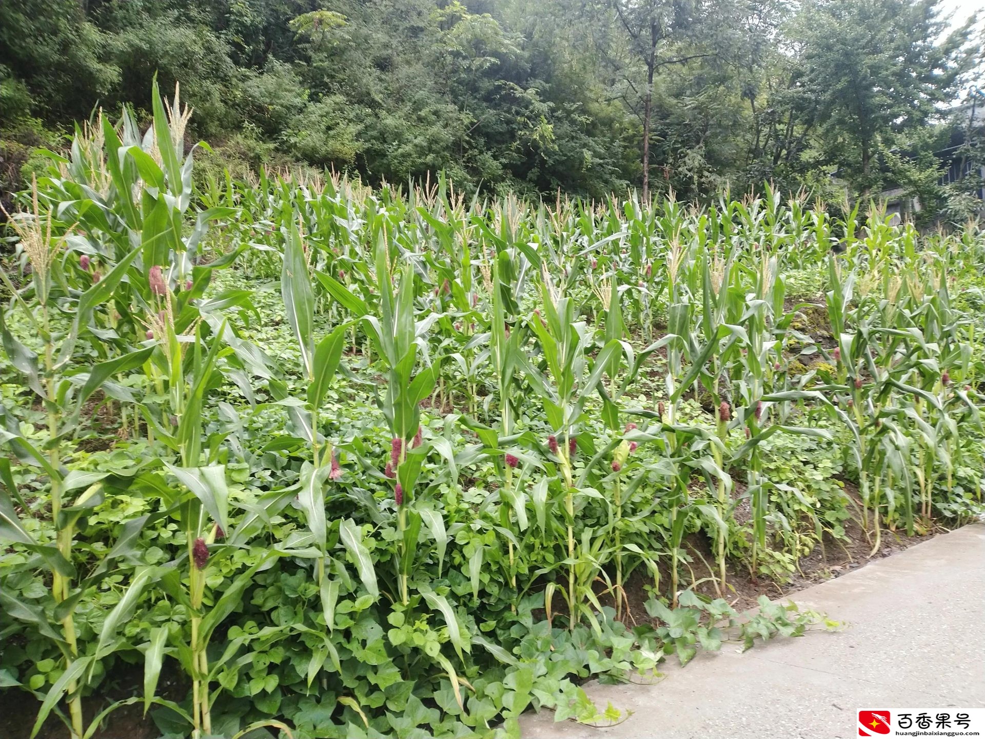 小岗村的现状很凄惨